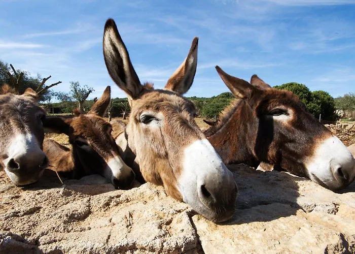 With Swimming Pool A Few Minutes From Aparthotel 3*